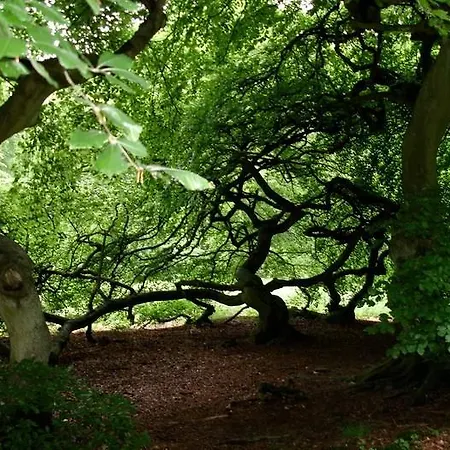 - Ruegen - Insel Ruegen 2913 דירה Lietzow